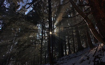 Landscape, Trees HD wallpaper