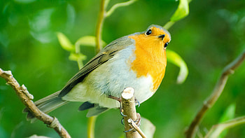 Robin bird , Feathery friend, Colorful feathers, Avian beauty HD wallpaper