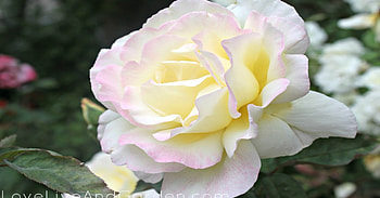 Gorgeous Large White Rose, white, gorgeous, soft, large, rose, pretty, light, petals, flower, nature HD wallpaper