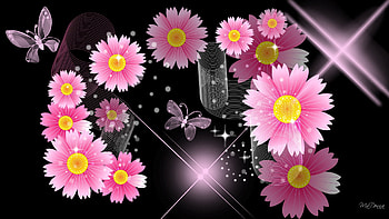 ... black with pink flowers amplify pa info ... HD wallpaper