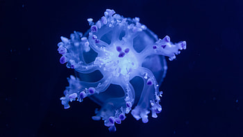 Blue jellyfish, Underwater , Immersive visuals, Enchanting beauty HD wallpaper