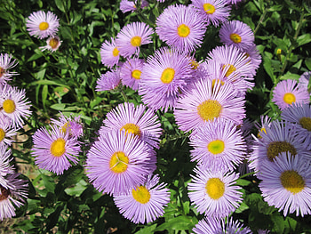 Flowers on a walking day 54, purple, pink, graphy, yellow, green, Flowers, garden HD wallpaper