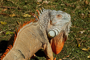 Iguana, Animal, Lizard, Nature HD wallpaper