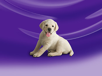 Sweet labrador on purple background, sweet, animal, dog, purple, puppy, labrador, pet HD wallpaper