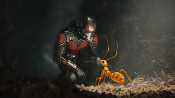 Ant Man Movie, ant-man, movies HD wallpaper
