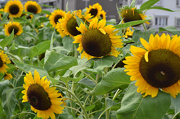 Flowers, Sunflowers, Building, Greens, Hats HD wallpaper