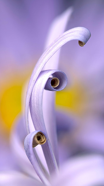Flower, Macro, Petals, Twisting, Twist HD phone wallpaper