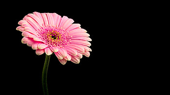 Gerbera daisy, Ultra , Colorful background, Nature's delight HD wallpaper