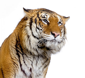 Tiger, animal, white, orange HD wallpaper