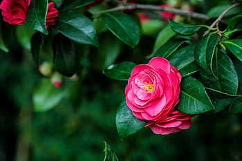 Camellias, Flowers, Leaves, Pink, Flower HD wallpaper
