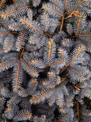 Nature, Branches, Spruce, Fir, Thorns, Prickles HD phone wallpaper