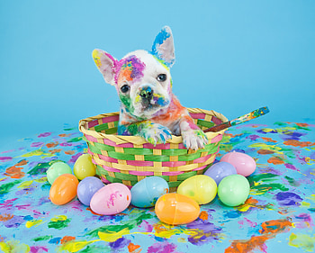 Puppy, French Bulldogs HD wallpaper