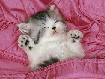 Animals, Cats HD wallpaper