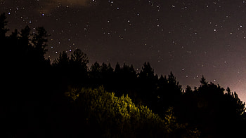 Green Trees Forest Under Starry Sky During Nighttime Nature HD wallpaper