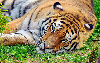 Animals, Grass, To Lie Down, Lie, Muzzle, Tiger, Watch, To Watch HD wallpaper
