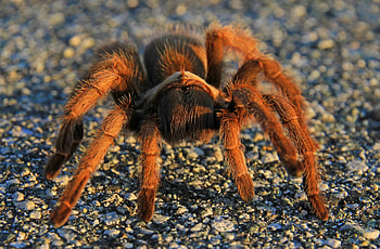 Abstract animal , Gorgeous spider art, Nature-inspired, Eye-catching designs HD wallpaper