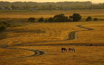 Nature, Sunset, Horses, Road, Evening, Country, Countryside HD wallpaper