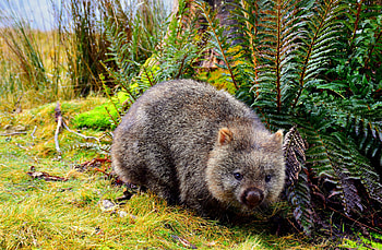 Wombat poop, Unique biology, Science article HD wallpaper