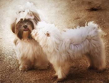 Dog, sweet, pay, dogs, puppies, cute, beautiful, beauty, playful, playful dog, puppy, dog face, pretty, animals, face, bubbles, lovely HD wallpaper
