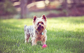 Animals, Grass, Dog, Stroll, Yorkshire Terrier, Collar HD wallpaper