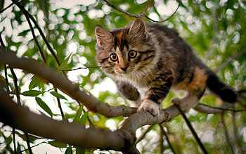 Animals, Cats HD wallpaper