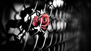 Dark, Rose Flower, Rose, Bud, Grid HD wallpaper