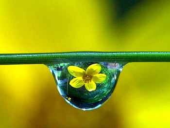 Flower in Drop, beautiful HD wallpaper
