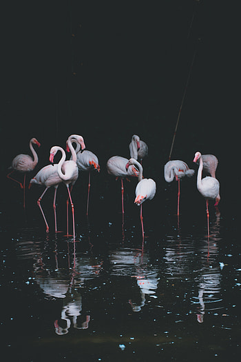 Flamingo, birds, reflections, pond HD phone wallpaper