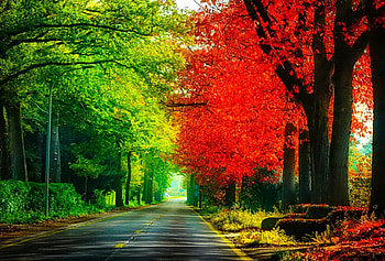 November, colorful, glow, colors, nice, reflection, shine, autumn, golden, fall, beautiful, tree, falling, leaves, mirrored, pretty, branches, nature, lovely, foliage HD wallpaper