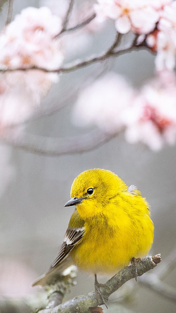 Pine warbler, Birds HD phone wallpaper