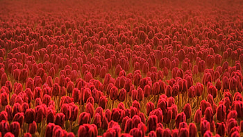 Flowers, Tulips, Field, Lot HD wallpaper