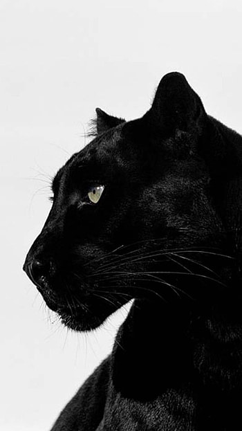 Black, Panther HD phone wallpaper