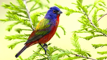 Colorful bird, exotic HD wallpaper