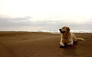 Animals, Sand, Shore, Bank, Dog, Labrador HD wallpaper