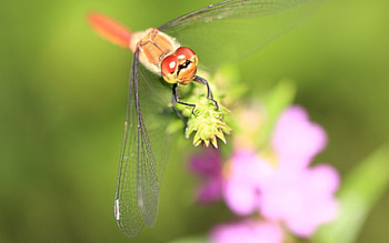 Grass, Leaves, Macro, Glare, Dragonfly HD wallpaper