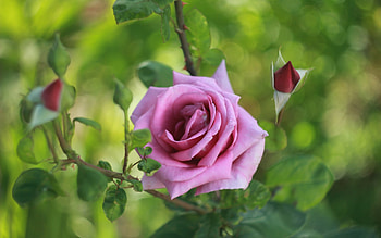 Plants, Flowers, Roses HD wallpaper