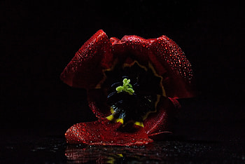 Tulip flower, bud, close up HD wallpaper