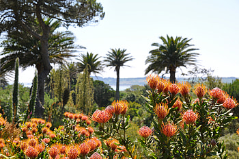 Tresco Abbey Gardens Tresco Isles of Scilly Cornwall England UK, lush, poker, rred, pokers, plants, palm, tropical, isles, hardy, united kingdom, britain, flower, of, trees, abbey, south west, garden, paradise, hot, uk, tresco, england, gardens, plant, cornwall, scilly, nature, flowers, protea HD wallpaper