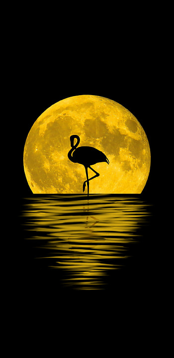 Silhouette, Flamingos HD phone wallpaper