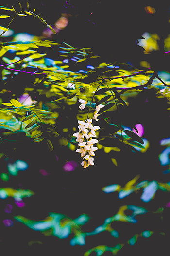 Flowers, Bush, Blur, Smooth, Branches HD phone wallpaper