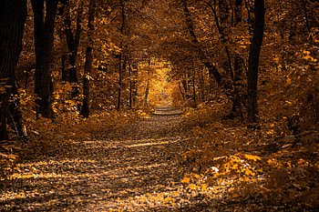 Autumn Forest, Autumn, Forest, Path, Trees HD wallpaper