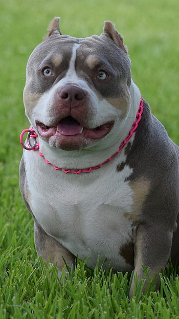 American Bully, Sitting, Dog, dog breeds HD phone wallpaper