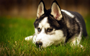 Animals, Grass, To Lie Down, Lie, Dog, Muzzle, Sadness, Husky, Haska, Sorrow HD wallpaper