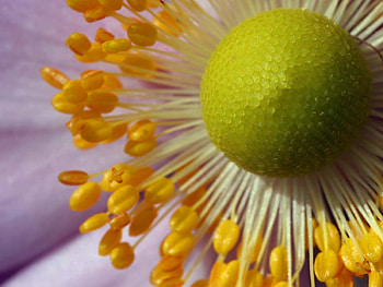 Flower, Macro, Petals, Pollen HD wallpaper