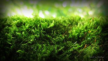 Macro, Moss, Signature, Anatoliy Nigelya HD wallpaper