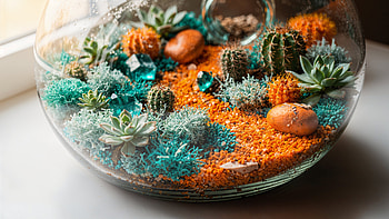 Terrarium: Mini Desert Oasis in Glass, Succulent, Cactus HD wallpaper