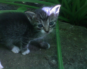 kitten 3, animal, kitten, cat, small HD wallpaper