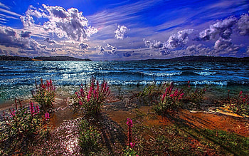 Nature, Flowers, Sea, Waves, Sand, Shore, Bank, Colors, Color, Paints, Day, Clear, I See HD wallpaper