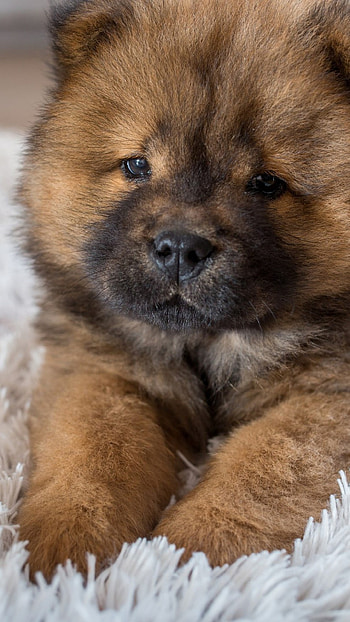Puppies backgrounds, Android , Cute , Lovely visuals HD phone wallpaper