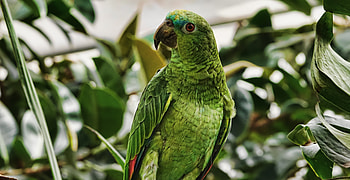 Parrot, bird, green, adorable HD wallpaper